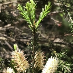 Melaleuca parvistaminea at Marulan, NSW - 31 Oct 2021