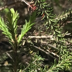 Melaleuca parvistaminea at Marulan, NSW - 31 Oct 2021