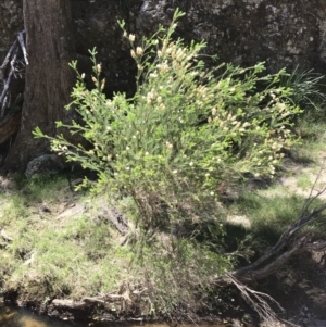 Melaleuca parvistaminea at Marulan, NSW - 31 Oct 2021