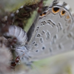 Acrodipsas myrmecophila at suppressed - 3 Nov 2021