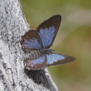 Acrodipsas myrmecophila at suppressed - 3 Nov 2021