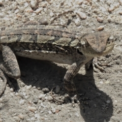 Amphibolurus muricatus (Jacky Lizard) at Paddys River, ACT - 3 Nov 2021 by JohnBundock