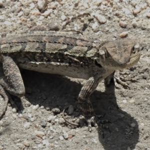 Amphibolurus muricatus at Paddys River, ACT - 3 Nov 2021