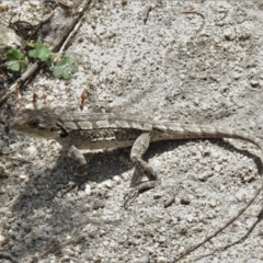 Amphibolurus muricatus at Paddys River, ACT - 3 Nov 2021