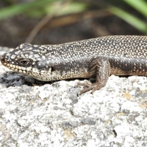 Egernia saxatilis intermedia at Paddys River, ACT - 3 Nov 2021 11:26 AM