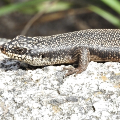 Egernia saxatilis intermedia (Black Rock Skink) at Paddys River, ACT - 3 Nov 2021 by JohnBundock