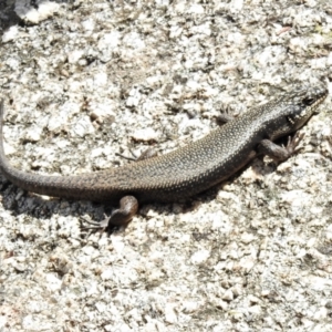 Egernia saxatilis intermedia at Paddys River, ACT - 3 Nov 2021 11:26 AM