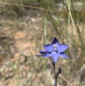 Thelymitra simulata at Acton, ACT - 3 Nov 2021