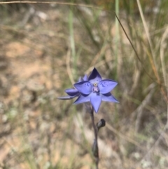 Thelymitra simulata at Acton, ACT - 3 Nov 2021