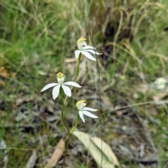 Caladenia moschata (Musky Caps) at ANBG - 3 Nov 2021 by HelenCross