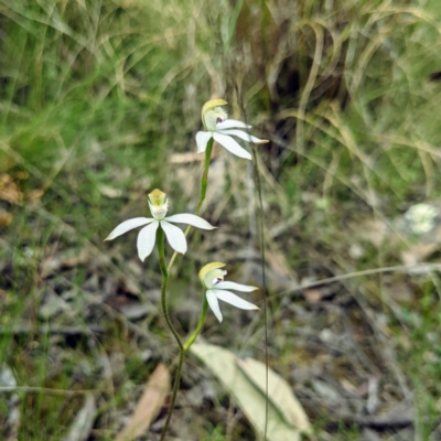 Caladenia moschata (Musky Caps) at Acton, ACT - 3 Nov 2021 by HelenCross