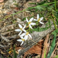 Caladenia moschata (Musky Caps) at ANBG - 3 Nov 2021 by HelenCross