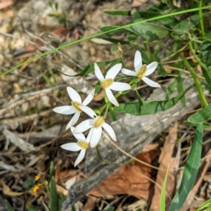 Caladenia moschata at Acton, ACT - suppressed