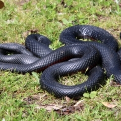 Pseudechis porphyriacus (Red-bellied Black Snake) at Mongarlowe, NSW - 2 Nov 2021 by LisaH