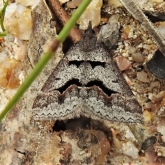 Dichromodes atrosignata (Black-signed Heath Moth ) at Tidbinbilla Nature Reserve - 3 Nov 2021 by JohnBundock