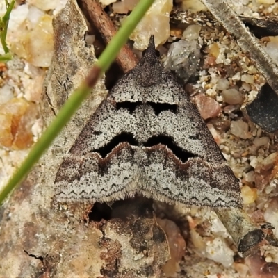 Dichromodes atrosignata (Black-signed Heath Moth ) at Paddys River, ACT - 3 Nov 2021 by JohnBundock