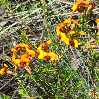 Dillwynia sericea (Egg And Bacon Peas) at Acton, ACT - 31 Oct 2021 by galah681