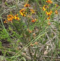 Dillwynia sericea at Acton, ACT - 1 Nov 2021 10:59 AM