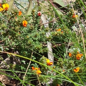 Pultenaea procumbens at Acton, ACT - 1 Nov 2021