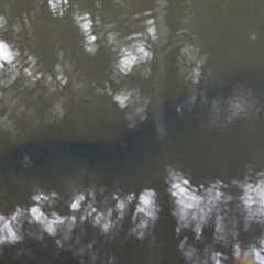 Anguilla sp. (genus) (Eel) at Charleys Forest, NSW - 3 Nov 2021 by LisaH