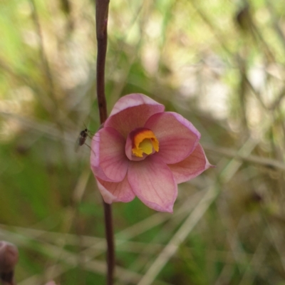 Thelymitra rubra (Salmon Sun Orchid) at West Wodonga, VIC - 17 Oct 2021 by ClaireSee