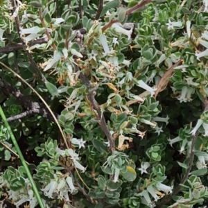 Brachyloma daphnoides at Acton, ACT - 1 Nov 2021 11:08 AM