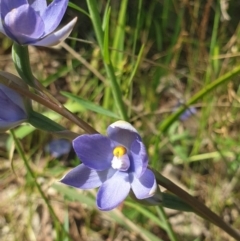 Thelymitra megcalyptra (Swollen Sun Orchid) at Albury, NSW - 22 Oct 2021 by ClaireSee