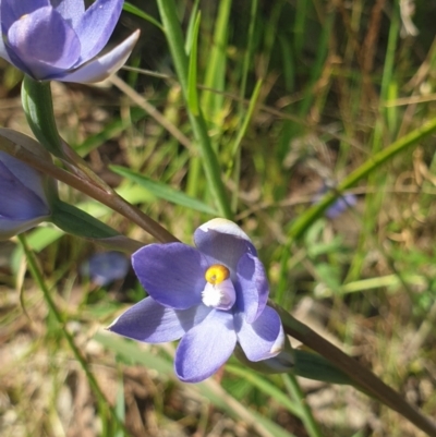 Thelymitra megcalyptra (Swollen Sun Orchid) at Albury, NSW - 22 Oct 2021 by ClaireSee
