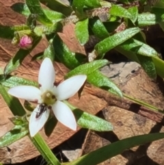 Rhytidosporum procumbens (White Marianth) at Acton, ACT - 1 Nov 2021 by galah681