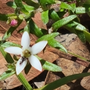 Rhytidosporum procumbens at Acton, ACT - 1 Nov 2021