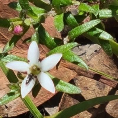 Rhytidosporum procumbens (White Marianth) at Acton, ACT - 1 Nov 2021 by galah681