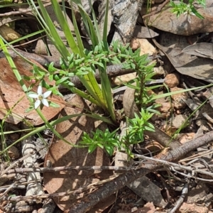 Rhytidosporum procumbens at Acton, ACT - 1 Nov 2021 11:10 AM