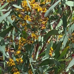 Daviesia mimosoides (Bitter Pea) at Acton, ACT - 1 Nov 2021 by galah681