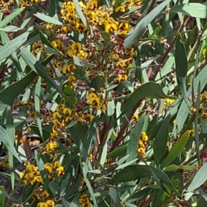 Daviesia mimosoides at Acton, ACT - 1 Nov 2021 11:11 AM