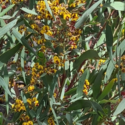 Daviesia mimosoides (Bitter Pea) at Acton, ACT - 1 Nov 2021 by galah681