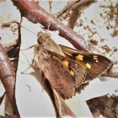 Trapezites phigalioides (Montane Ochre) at Paddys River, ACT - 3 Nov 2021 by JohnBundock