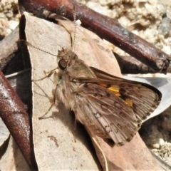 Trapezites phigalioides at Paddys River, ACT - 3 Nov 2021