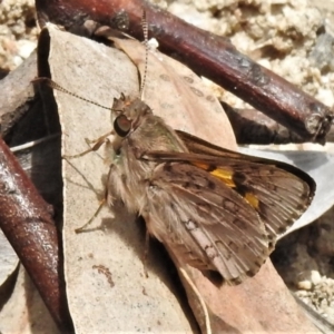 Trapezites phigalioides at Paddys River, ACT - 3 Nov 2021