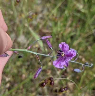 Arthropodium strictum (Chocolate Lily) at Jindera, NSW - 3 Nov 2021 by Darcy