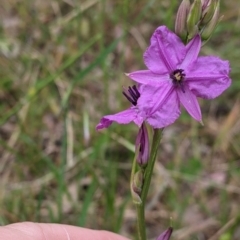 Arthropodium fimbriatum (Nodding Chocolate Lily) at Jindera, NSW - 3 Nov 2021 by Darcy