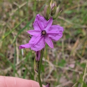 Arthropodium fimbriatum at Jindera, NSW - 3 Nov 2021