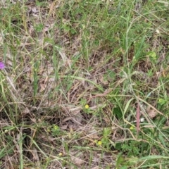 Arthropodium fimbriatum at Jindera, NSW - 3 Nov 2021