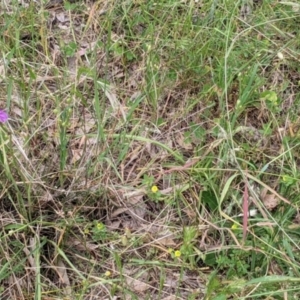 Arthropodium fimbriatum at Jindera, NSW - 3 Nov 2021