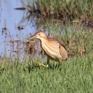 Ixobrychus dubius at Fyshwick, ACT - 2 Nov 2021