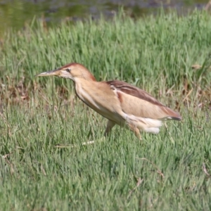 Ixobrychus dubius at Fyshwick, ACT - 2 Nov 2021