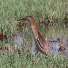 Ixobrychus dubius at Fyshwick, ACT - 2 Nov 2021