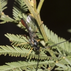 Heteropelma scaposum at Bruce Ridge to Gossan Hill - 11 Oct 2021 by AlisonMilton