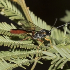 Heteropelma scaposum at Bruce, ACT - 12 Oct 2021