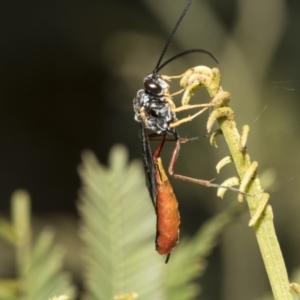 Heteropelma scaposum at Bruce, ACT - 12 Oct 2021