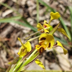Diuris sulphurea (Tiger Orchid) at Albury, NSW - 23 Oct 2021 by ClaireSee